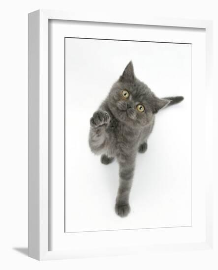 Grey Kitten Reaching Up-Mark Taylor-Framed Photographic Print