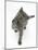 Grey Kitten Reaching Up-Mark Taylor-Mounted Photographic Print