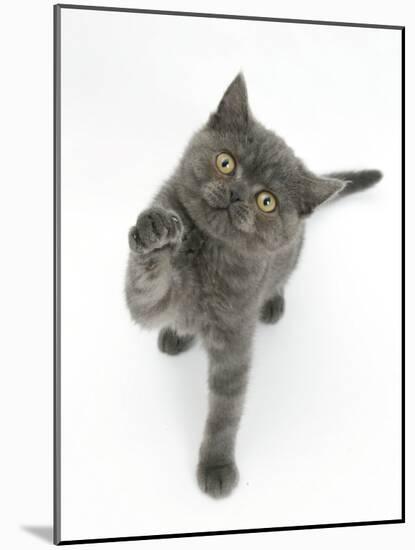 Grey Kitten Reaching Up-Mark Taylor-Mounted Photographic Print