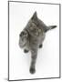 Grey Kitten Reaching Up-Mark Taylor-Mounted Photographic Print