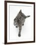 Grey Kitten Reaching Up-Mark Taylor-Framed Photographic Print