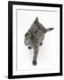 Grey Kitten Reaching Up-Mark Taylor-Framed Photographic Print