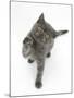 Grey Kitten Reaching Up-Mark Taylor-Mounted Photographic Print