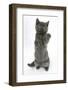 Grey Kitten Reaching Up-Mark Taylor-Framed Photographic Print