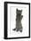 Grey Kitten Reaching Up-Mark Taylor-Framed Photographic Print