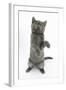 Grey Kitten Reaching Up-Mark Taylor-Framed Photographic Print