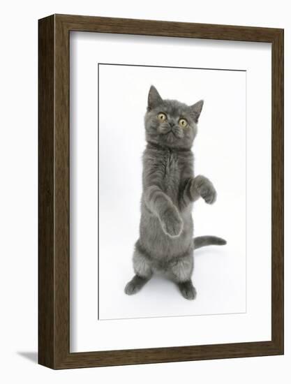 Grey Kitten Reaching Up-Mark Taylor-Framed Photographic Print