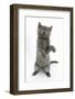 Grey Kitten Reaching Up-Mark Taylor-Framed Photographic Print