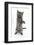 Grey Kitten Reaching Up-Mark Taylor-Framed Photographic Print