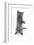 Grey Kitten Reaching Up-Mark Taylor-Framed Photographic Print