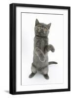 Grey Kitten Reaching Up-Mark Taylor-Framed Photographic Print