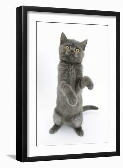 Grey Kitten Reaching Up-Mark Taylor-Framed Photographic Print