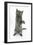 Grey Kitten Reaching Up-Mark Taylor-Framed Photographic Print