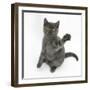 Grey Kitten Sitting Up with Paw Raised-Mark Taylor-Framed Photographic Print