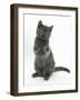 Grey Kitten Sitting Up with Paws Raised-Mark Taylor-Framed Photographic Print