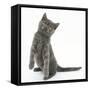 Grey Kitten Standing on Haunches-Mark Taylor-Framed Stretched Canvas