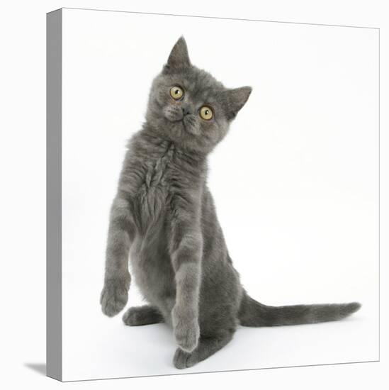 Grey Kitten Standing on Haunches-Mark Taylor-Stretched Canvas