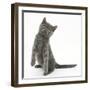 Grey Kitten Standing on Haunches-Mark Taylor-Framed Photographic Print