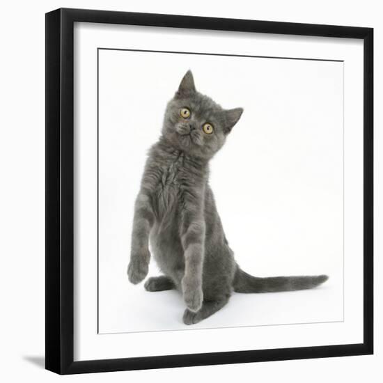 Grey Kitten Standing on Haunches-Mark Taylor-Framed Photographic Print
