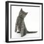 Grey Kitten Standing on Haunches-Mark Taylor-Framed Photographic Print