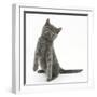 Grey Kitten Standing on Haunches-Mark Taylor-Framed Photographic Print