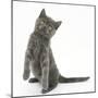 Grey Kitten Standing on Haunches-Mark Taylor-Mounted Photographic Print