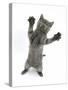 Grey Kitten, Standing, Reaching Out-Mark Taylor-Stretched Canvas