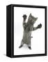 Grey Kitten, Standing, Reaching Out-Mark Taylor-Framed Stretched Canvas