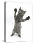 Grey Kitten, Standing, Reaching Out-Mark Taylor-Stretched Canvas