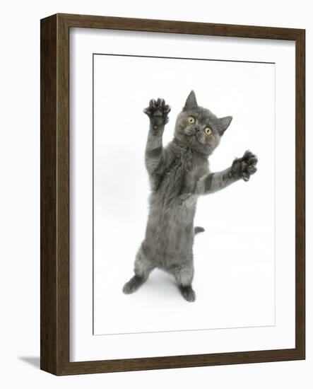 Grey Kitten, Standing, Reaching Out-Mark Taylor-Framed Photographic Print