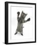 Grey Kitten, Standing, Reaching Out-Mark Taylor-Framed Photographic Print