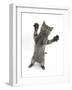 Grey Kitten, Standing, Reaching Out-Mark Taylor-Framed Photographic Print