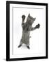 Grey Kitten, Standing, Reaching Out-Mark Taylor-Framed Photographic Print