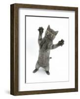 Grey Kitten, Standing, Reaching Out-Mark Taylor-Framed Photographic Print