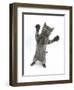 Grey Kitten, Standing, Reaching Out-Mark Taylor-Framed Photographic Print