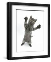 Grey Kitten, Standing, Reaching Out-Mark Taylor-Framed Photographic Print