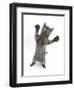 Grey Kitten, Standing, Reaching Out-Mark Taylor-Framed Photographic Print