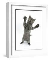 Grey Kitten, Standing, Reaching Out-Mark Taylor-Framed Photographic Print