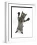 Grey Kitten, Standing, Reaching Out-Mark Taylor-Framed Photographic Print