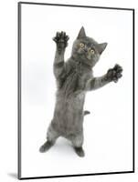 Grey Kitten, Standing, Reaching Out-Mark Taylor-Mounted Photographic Print