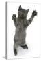 Grey Kitten, Standing, Reaching Up-Mark Taylor-Stretched Canvas