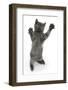 Grey Kitten, Standing, Reaching Up-Mark Taylor-Framed Photographic Print