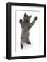 Grey Kitten, Standing, Reaching Up-Mark Taylor-Framed Photographic Print