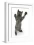 Grey Kitten, Standing, Reaching Up-Mark Taylor-Framed Photographic Print