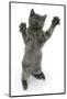 Grey Kitten, Standing, Reaching Up-Mark Taylor-Mounted Photographic Print