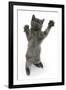 Grey Kitten, Standing, Reaching Up-Mark Taylor-Framed Photographic Print