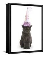 Grey Kitten Wearing a Party Hat-Mark Taylor-Framed Stretched Canvas