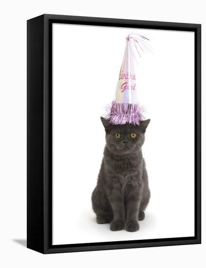 Grey Kitten Wearing a Party Hat-Mark Taylor-Framed Stretched Canvas