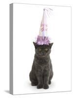 Grey Kitten Wearing a Party Hat-Mark Taylor-Stretched Canvas