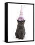 Grey Kitten Wearing a Party Hat-Mark Taylor-Framed Stretched Canvas